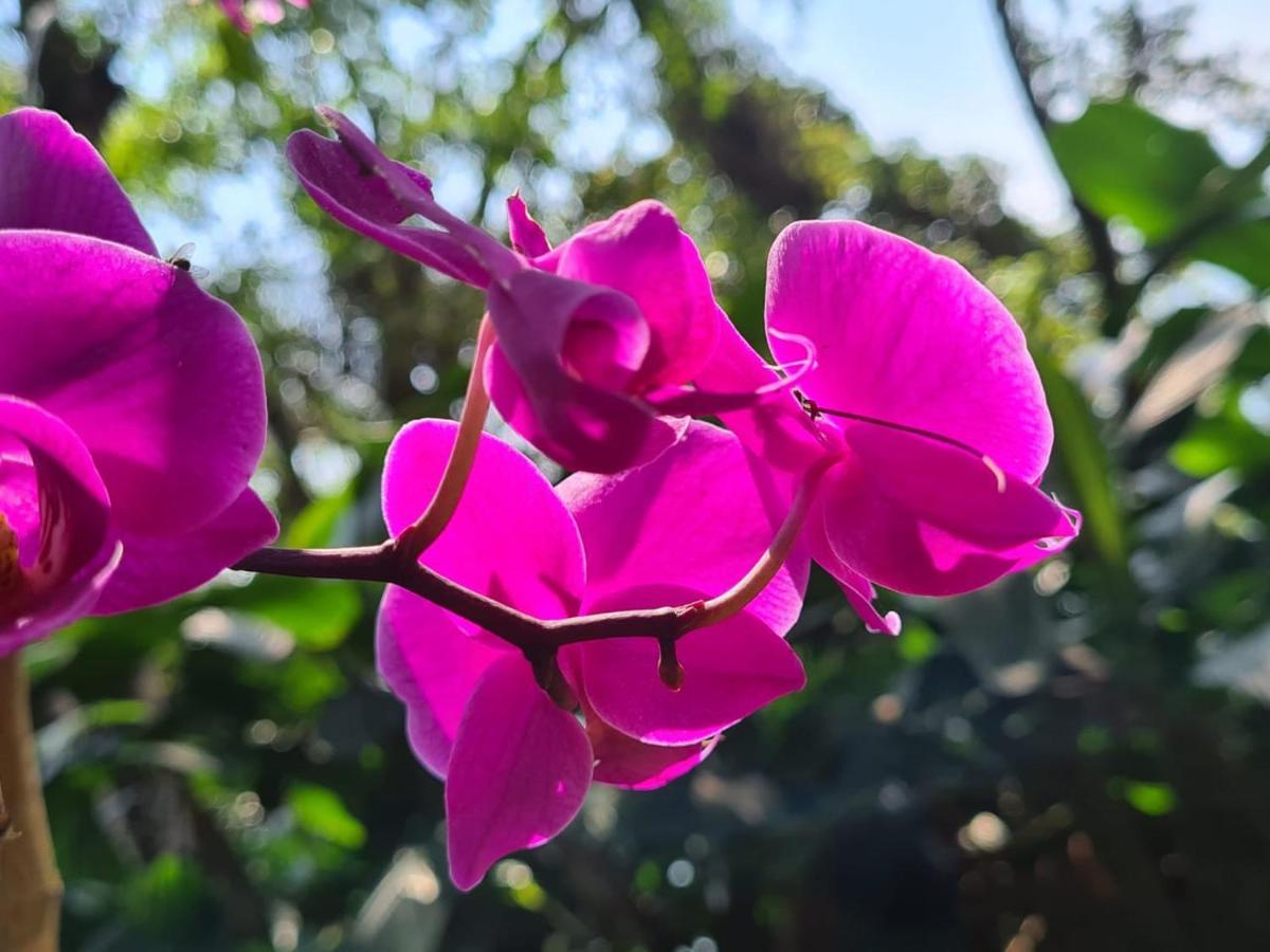 Paraiso Azul Retiro Freguesia de Santana エクステリア 写真